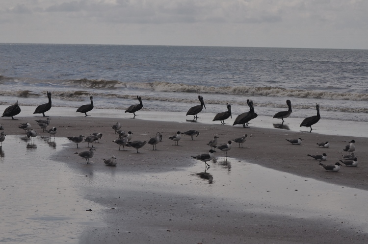 pelicans